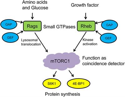 Advances in the Role of Leucine-Sensing in the Regulation of Protein Synthesis in Aging Skeletal Muscle